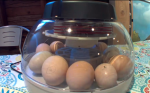 a security camera view of multicolored unhatched chicken eggs in a round incubator inside a museum